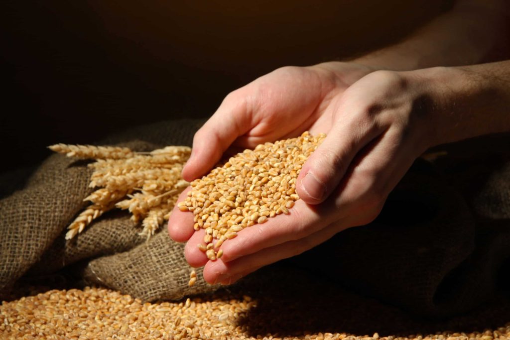 wheat